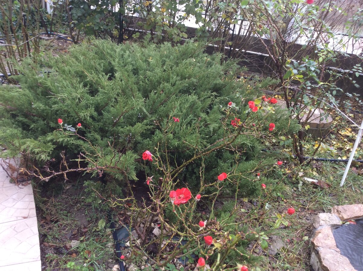 Вот они, новогодние розочки: уже и листьев давно нет, а розочки цветут (кустик бордюрных мелких роз)