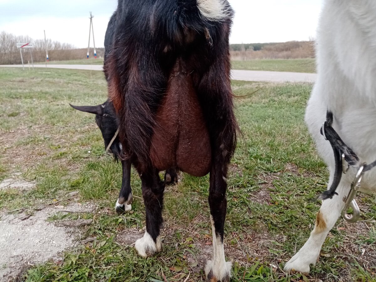 Вымя совершено обычных размеров и цвета, но в левой доле мастит. (14 апреля 2020г.)