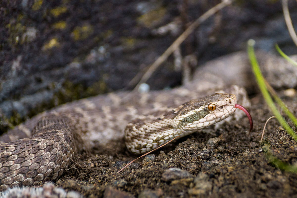 Гюрза змея где. Гюрза Vipera lebetina. Змея Уссурийский щитомордник. Щитомордник змея Дальневосточный. Щитомордник Палласа.