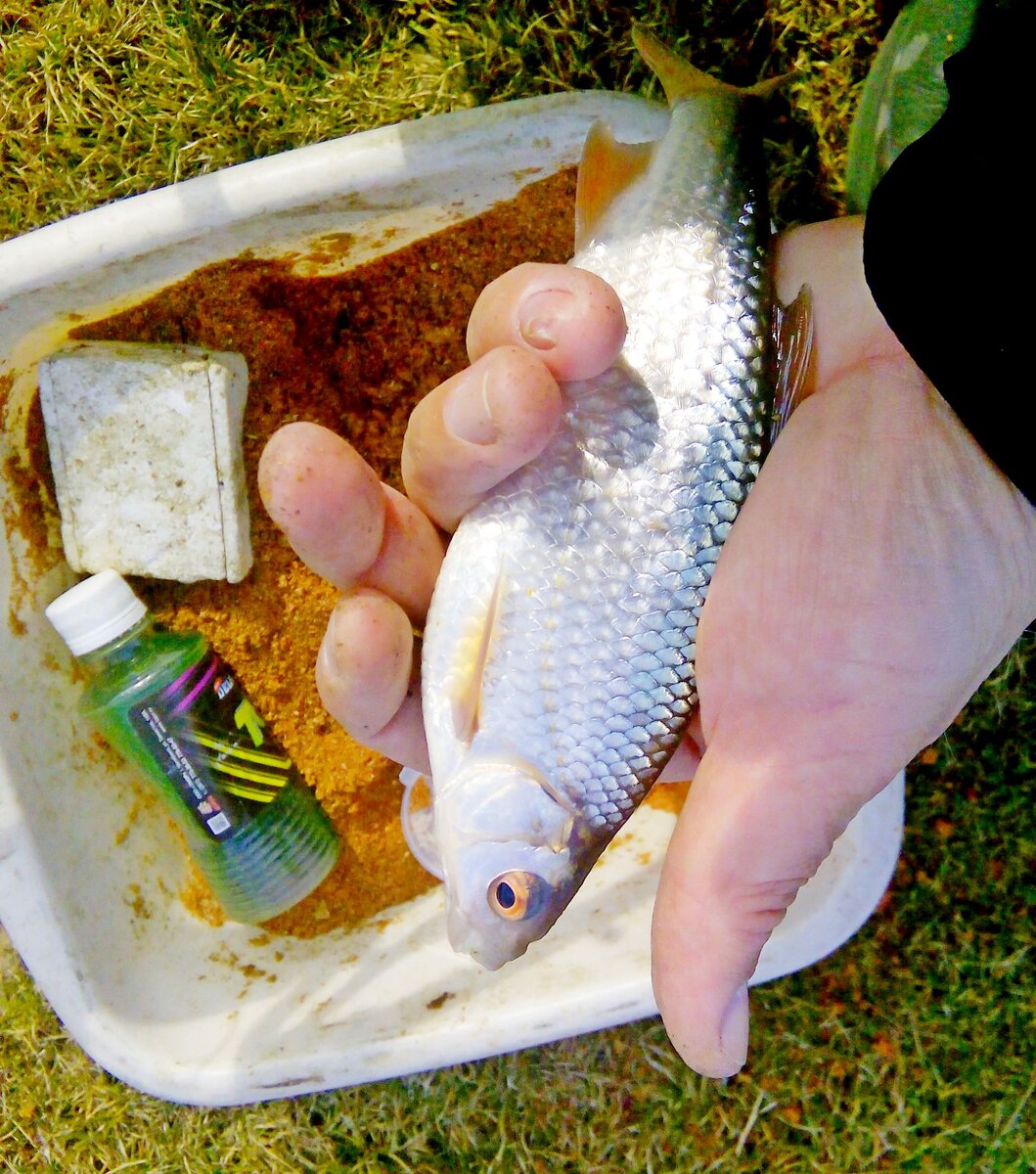 Смесь летней и зимней прикормок, немного аромата кориандра.