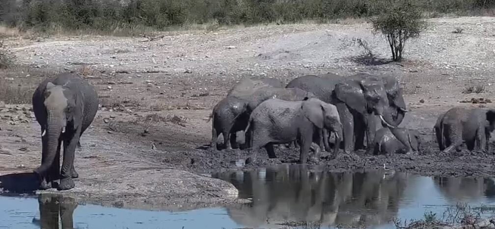 Слоны в заповеднике в Южной Африке (Madikwe Game Reserve, South Africa)