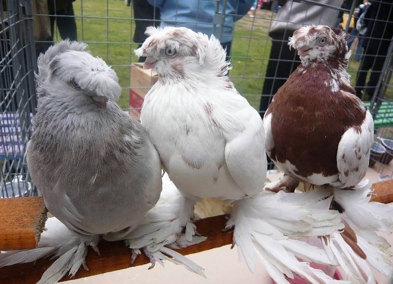 голуби узбекские двухчубые