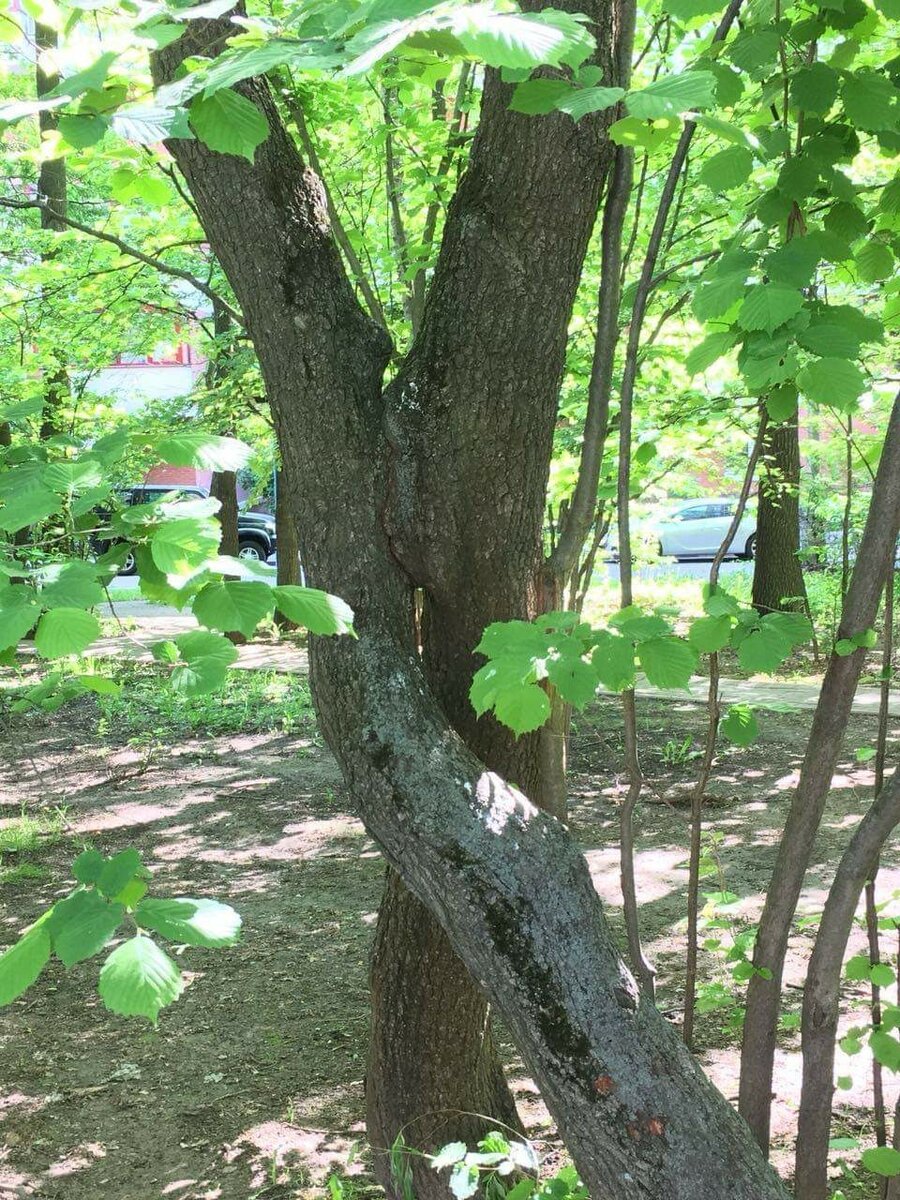 Поцелуй зафиксировали в Куркино, сквер на ул Соловьиная роща