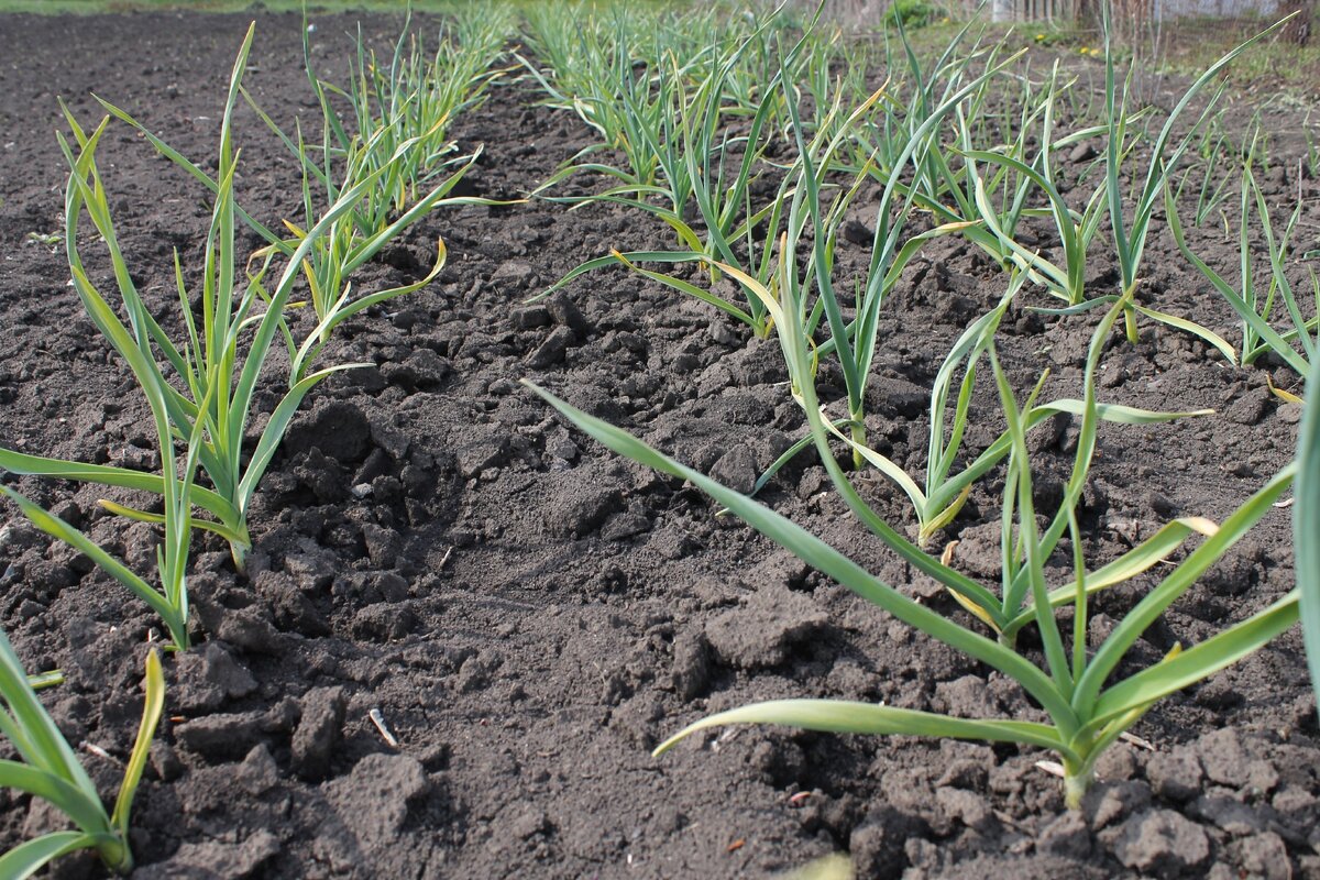 Плюс подкормила чеснок. Об этом я писала ранее. Ссылку оставлю в конце статьи.