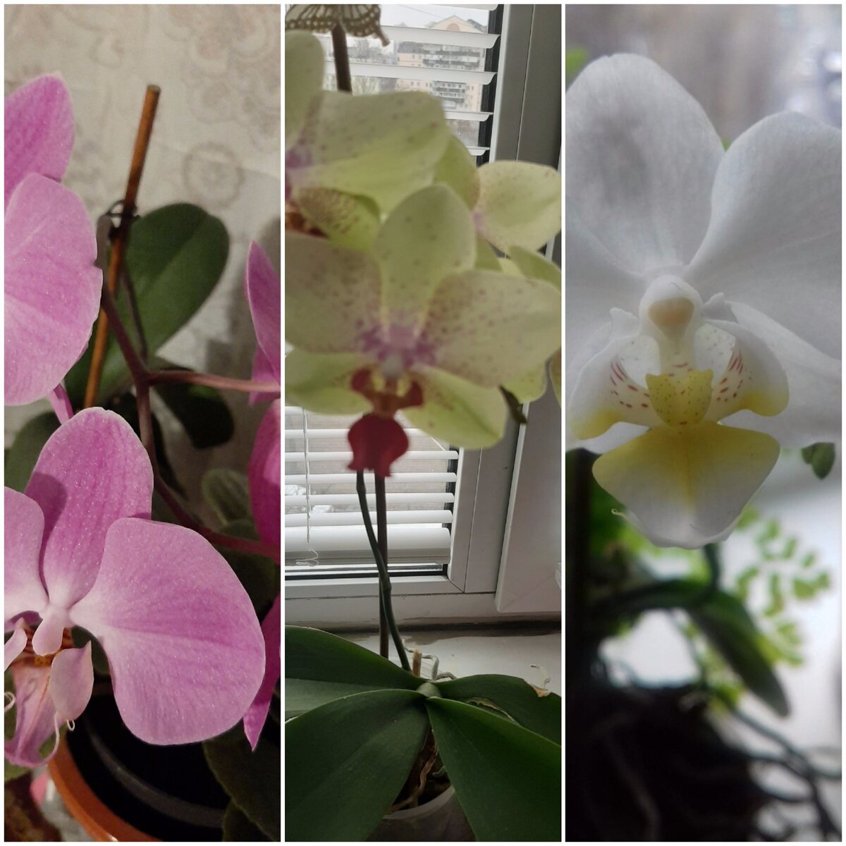 Уход за орхидеями довольно сложный, многое зависит от субстрата в котором они растут. Фото автора статьи. 