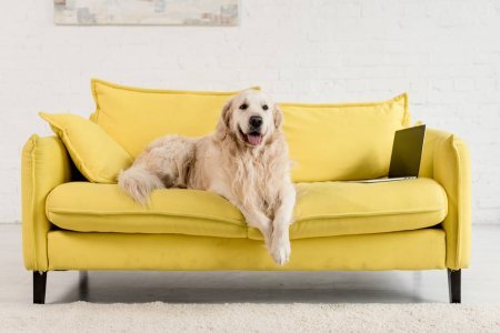 https://st4.depositphotos.com/12982378/25331/i/1600/depositphotos_253319552-stock-photo-cute-golden-retriever-lying-yellow.jpg