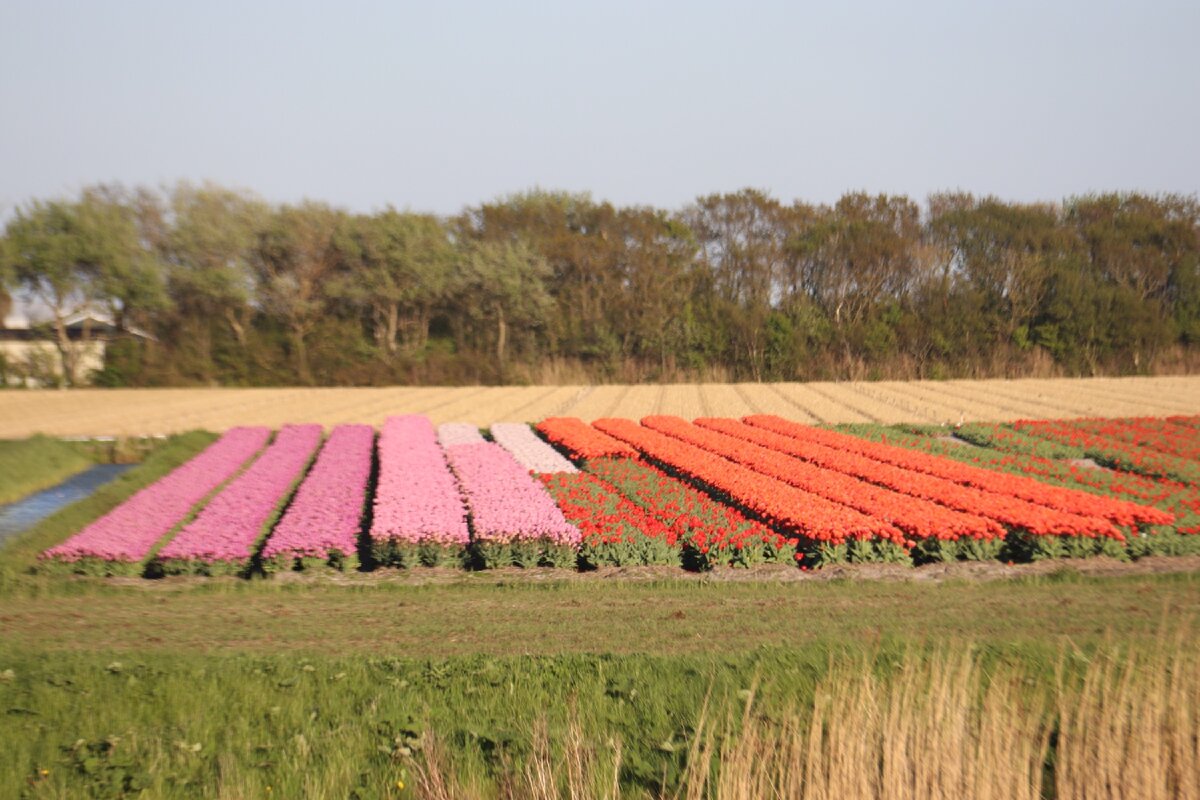 Так растут тюльпаны в Нидерландах 