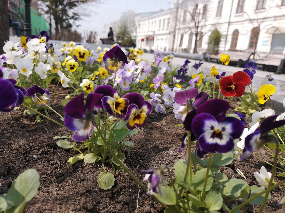 Первые цветы весны. 