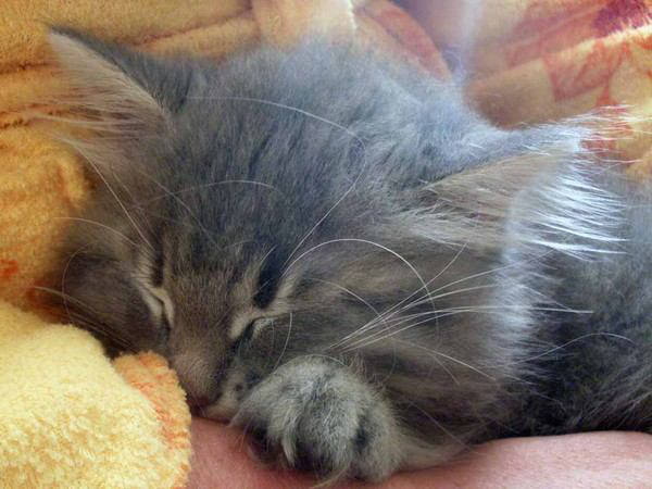 Мой любимый кот Тимоша