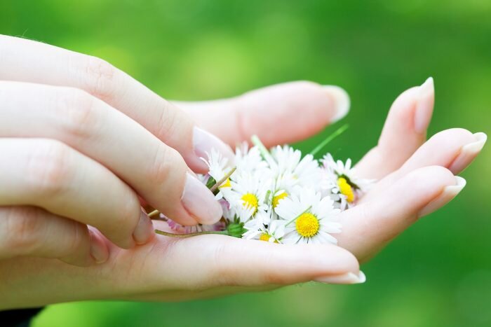 Ромашку от молочницы используют в виде спринцеваний, ванночек, тампонов, принимают внутрь