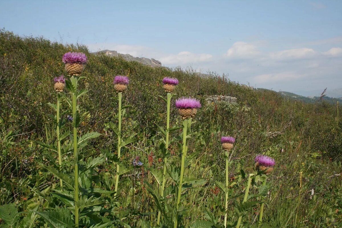 Маралий корень