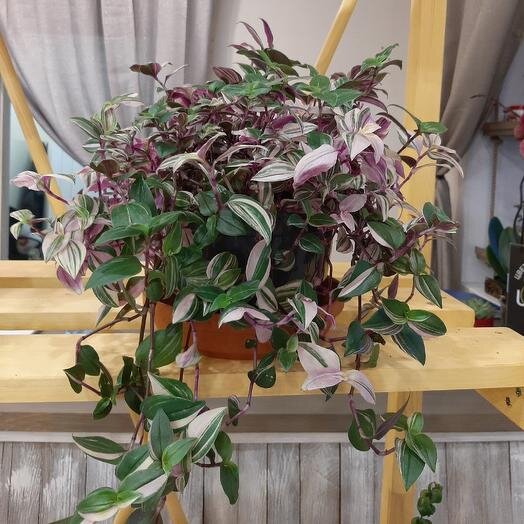 Все фотографии из открытых источников в Интернете