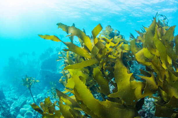 Источник  https://yandex.ru/images 