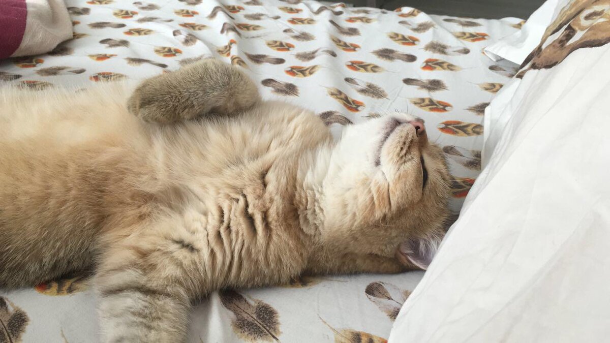 Маркиз любит валяться на кровати.