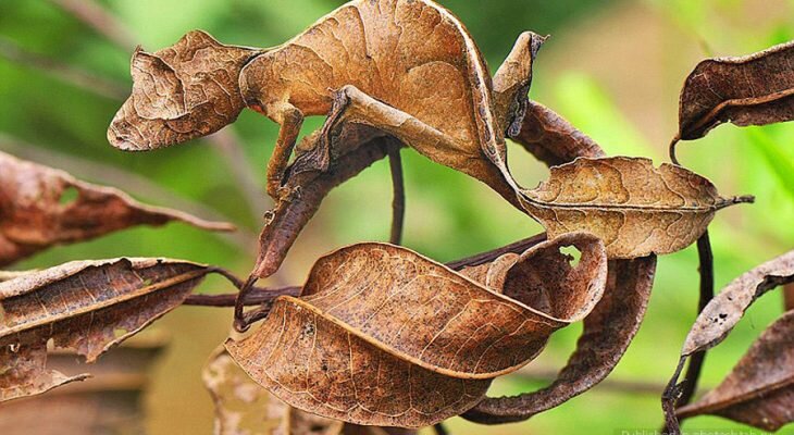 Фотоматериал: www.krasfun.ru, thescottishsun.co.uk, nationalgeographic.com, Photoshtab.ru