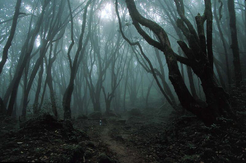 Лес Аокигахара. Япония.