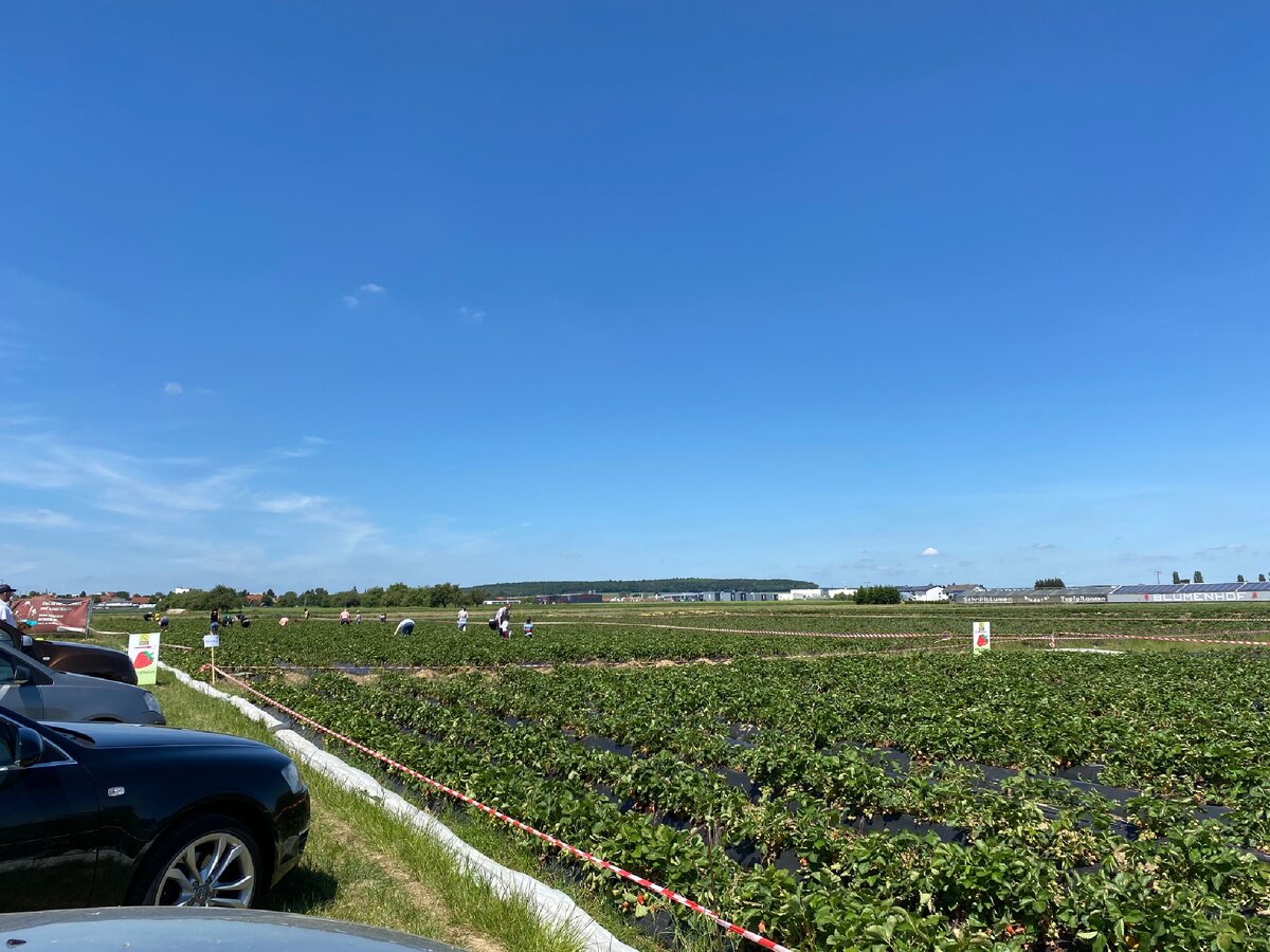Огорожена территория, куда заходить нельзя, там ещё клубника не поспела, а там где люди-можно собирать