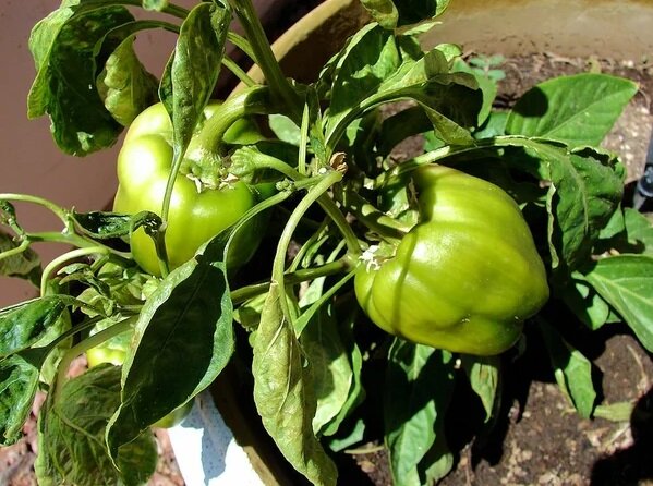 Источник фото: pinterest.ru