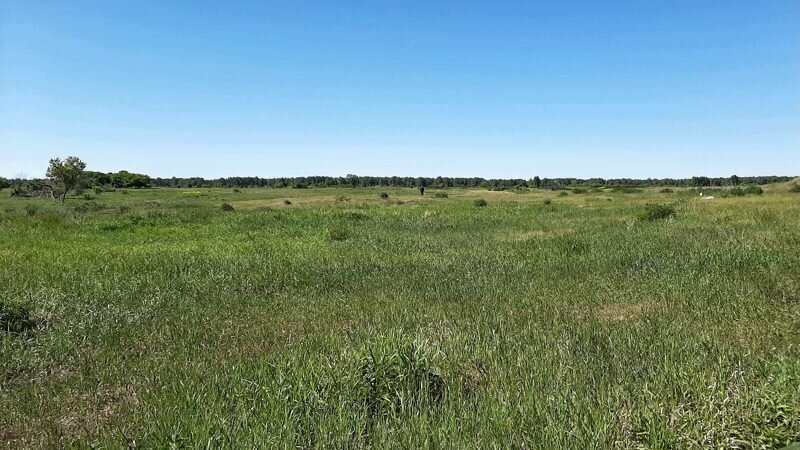 На первый взгляд поле не только основательно выбито, но и густо заросло травой.