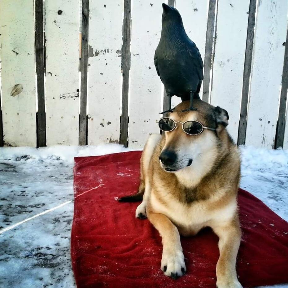 фото из открытых источников Яндекс Картинки.