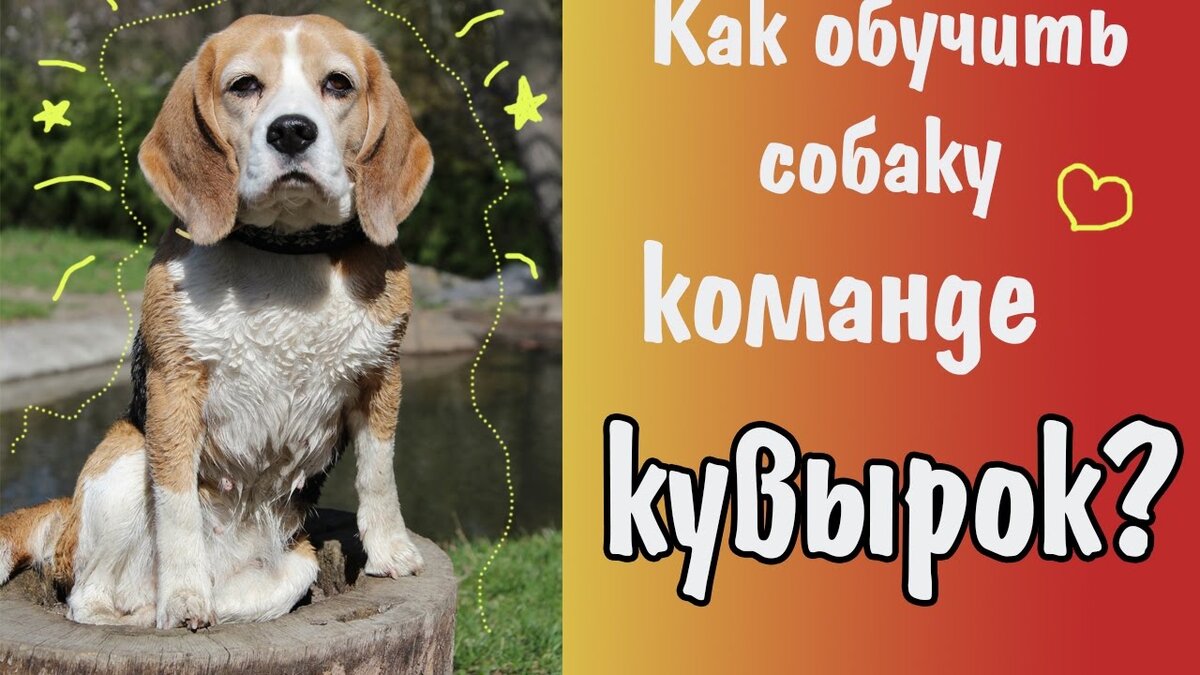 Команда кувырок.