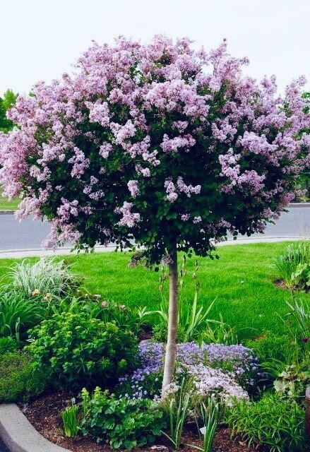 Как обычную сирень сделать штамбовой | Идеальный сад | Дзен