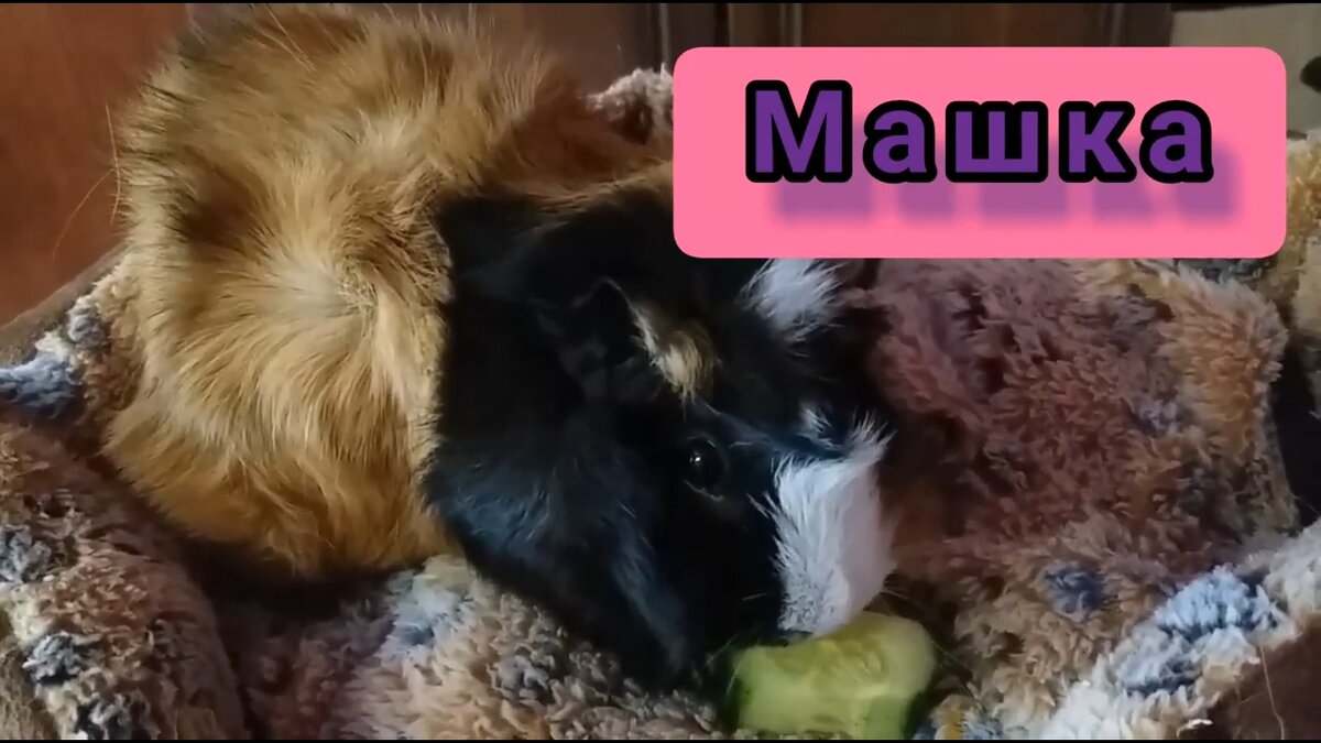 Порода "РОЗЕТКА "