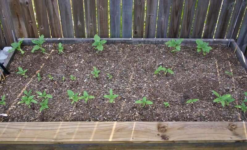 Пример школки