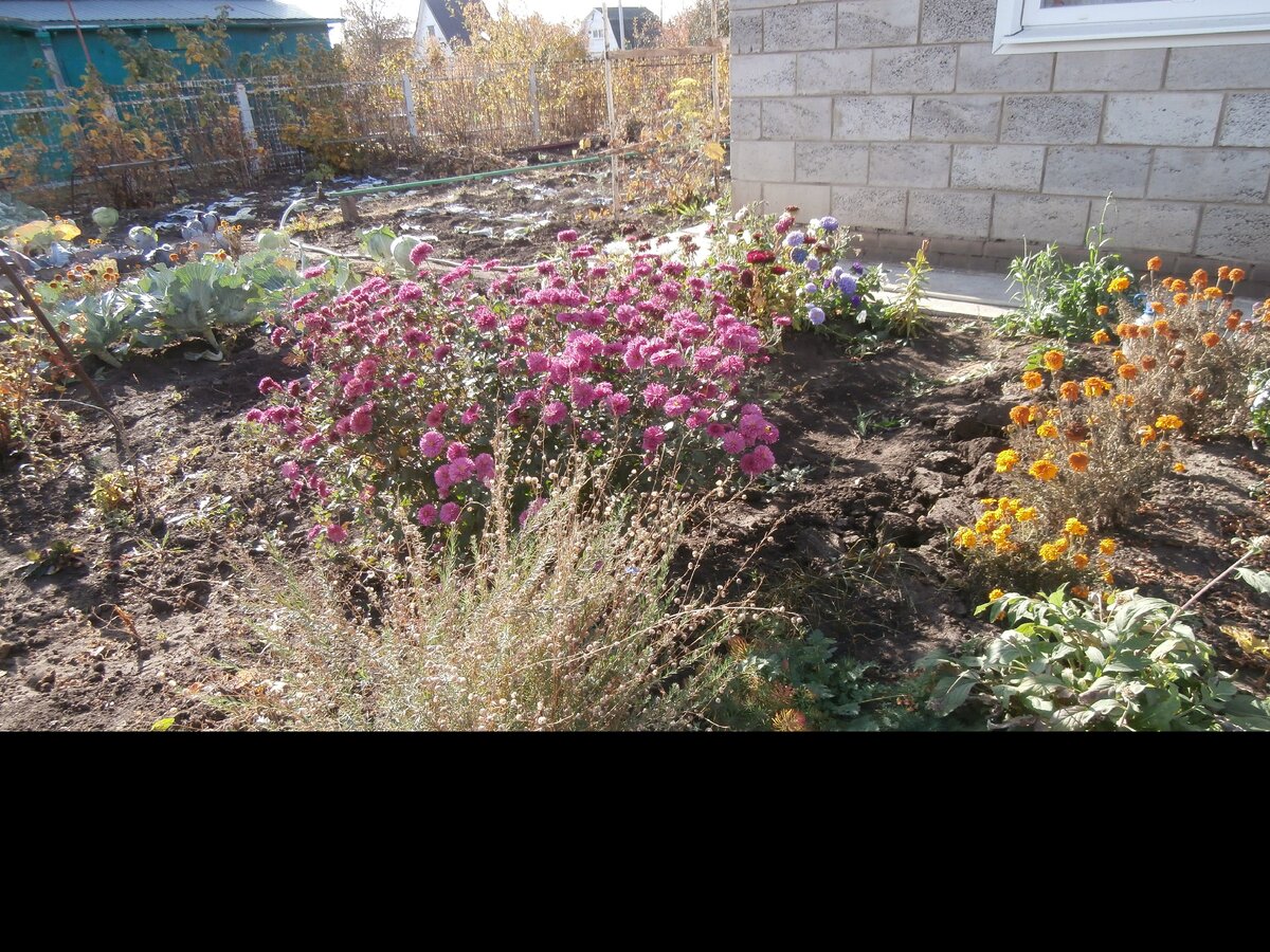 Последние осенние цветы.