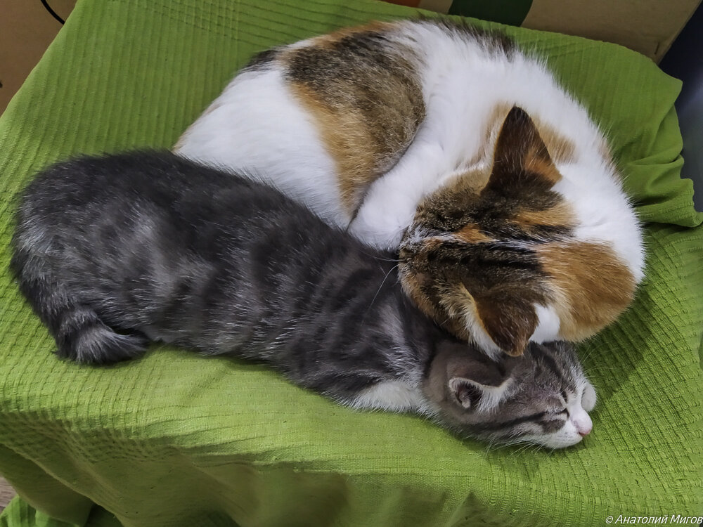 На фото: кошка Черепашка и котенок Сева.