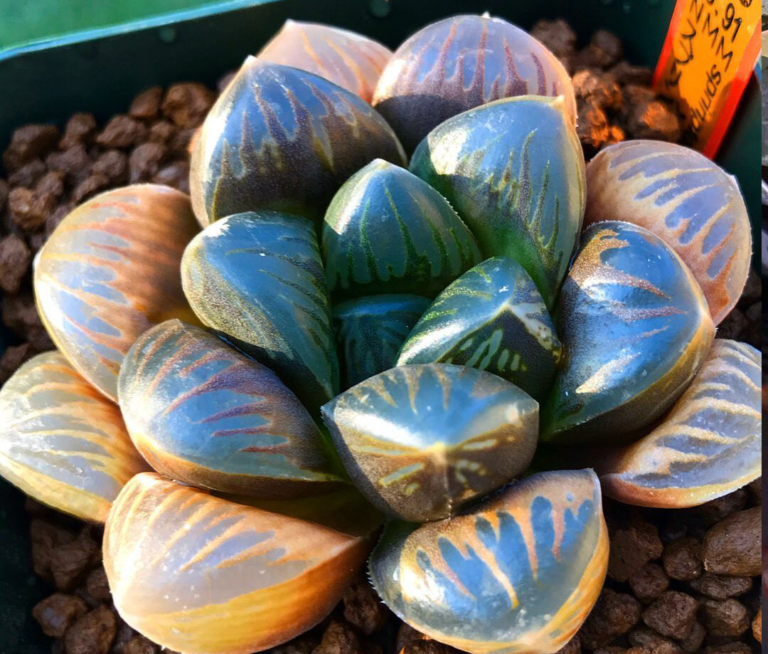 Автор фото Rennys Haworthia