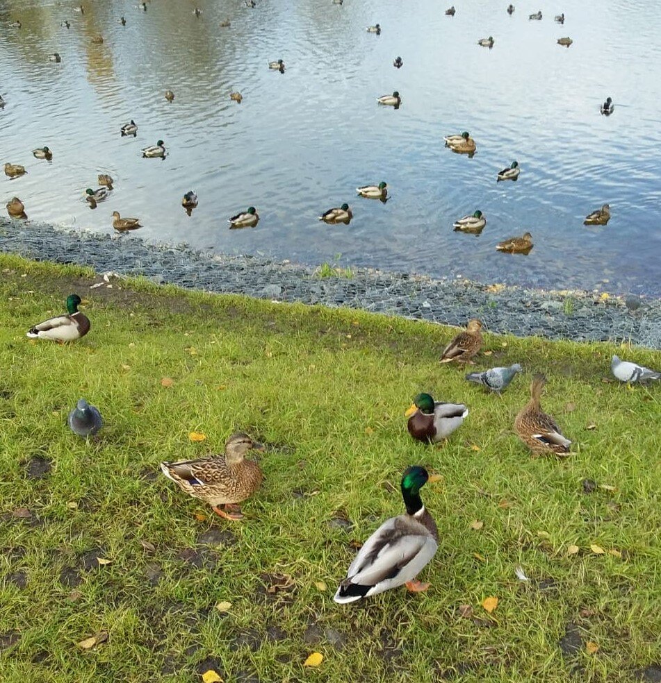 Официальное название Торфянка. Я его называю "Круглый прудик". Он действительно совершенно круглый. Находится в 10 минутах от дома. Пешком.
