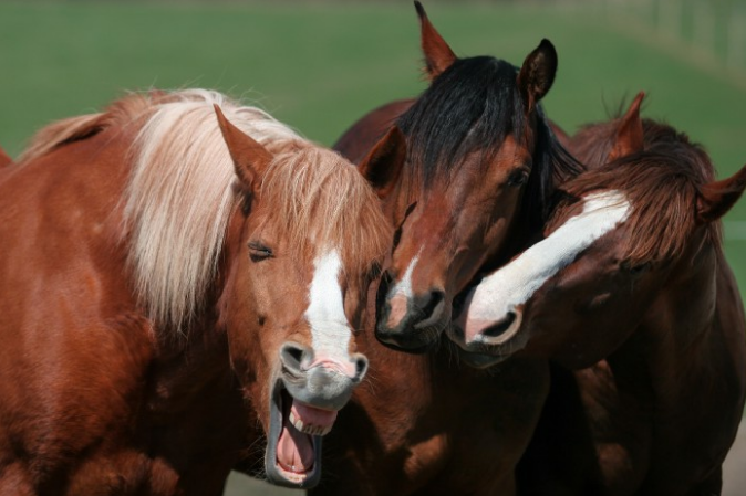 фото: Alberto Fantoni