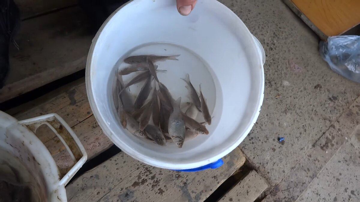 Мальки карася