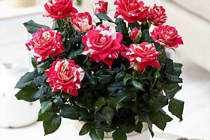 Роза патио Imola PatioHit