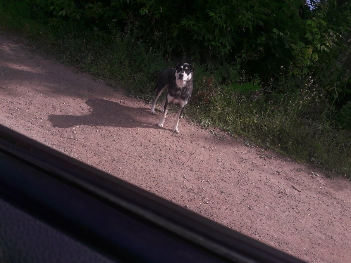 фото собак в изначальных видах 
