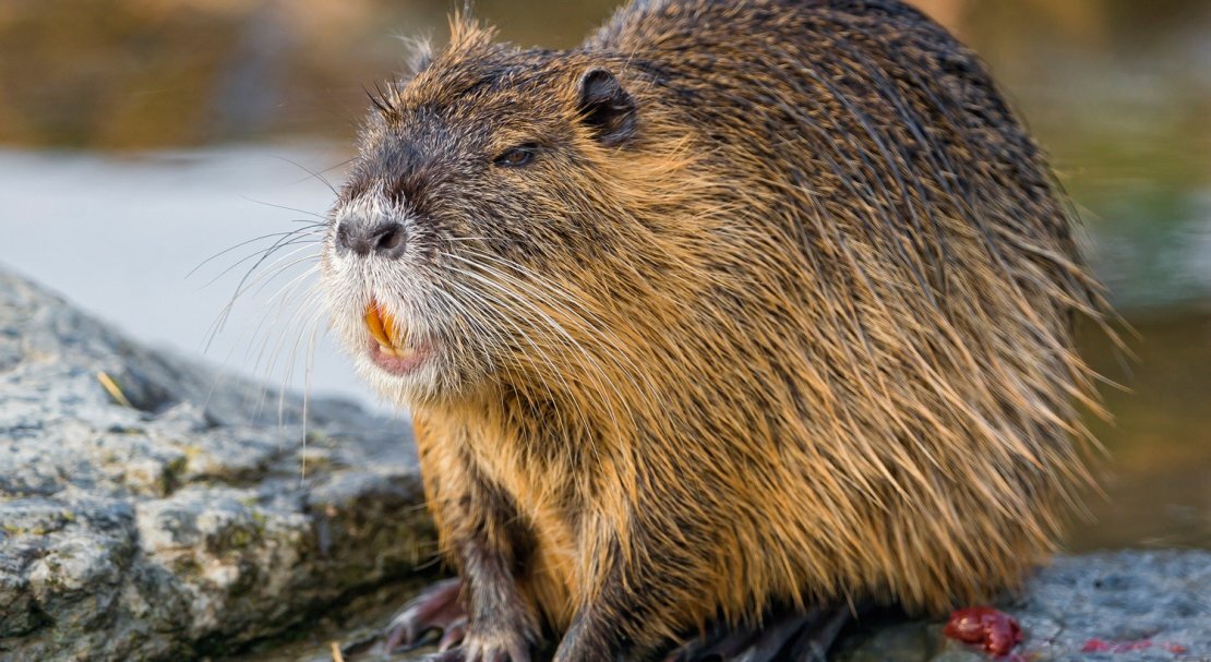 Нутрия, она же - водяная крыса. Фото из Яндекс-картинки