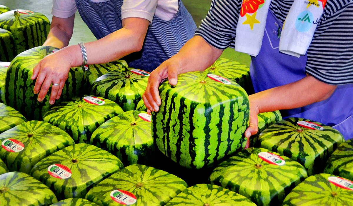 Источник высокого качества fake watermelon производителя и fake watermelon на узистудия24.рф