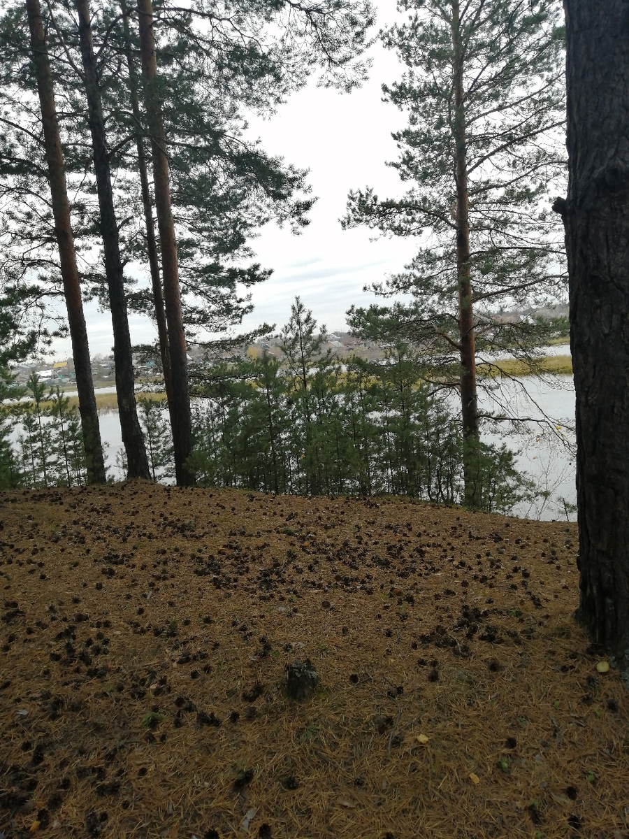 Лесополоса г. Алапаевск