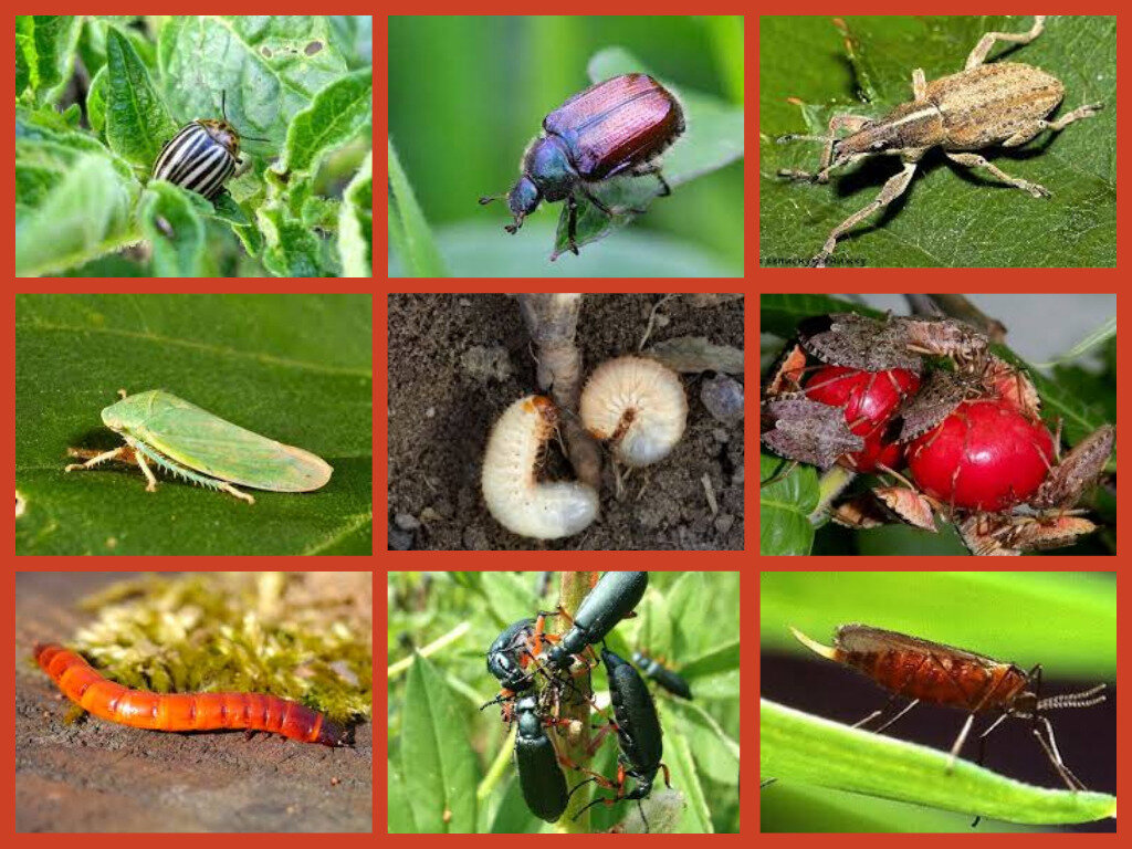 Страшный враг картофеля колорадский жук был открыт в 1824 году в американских Скалистых горах. В СССР его впервые увидели в 1949 году в Закарпатье. Массовое вторжение колорадского жука в Советский Союз произошло жарким сухим летом 1958 года. Мириады жуков пересекали границы не только по воздуху, но и морем — Балтийское побережье в Калининградской области и Прибалтике было усеяно жуками. 