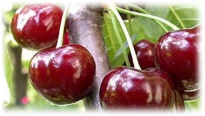 Любой садовод старается вырастить в своем саду наиболее практичные и вкусные сорта фруктов, такие как черешня Валерия. Выведенная в 70-х годах прошлого века ягода прекрасно подойдет для любого сада, если оказывать ей должный уход и заботу.