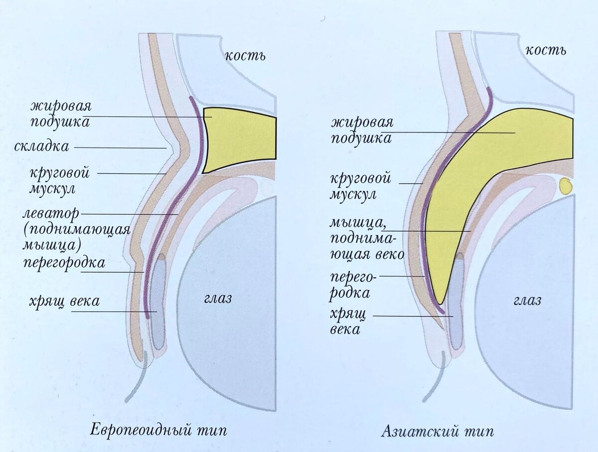 Особенности азиатского и европейского глаза: сравнение и различия