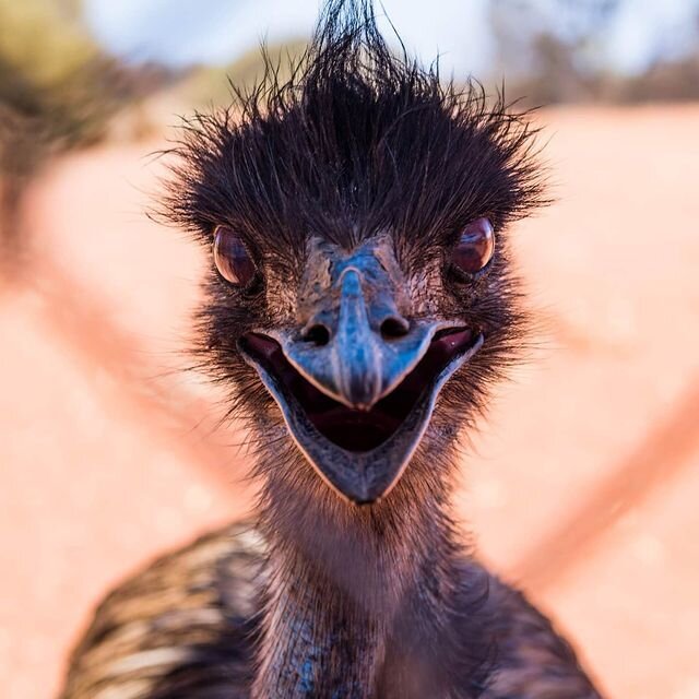 Съемка дикой природы | I was waiting few hours to catch this moment in South Australia. Meet EMU !! I'm native Australian animal, the second largest bird in the world. I can grow up to 2m tall. I can live between ten and twenty years in the wild. I have two sets of eyelids, one for blinking and the other for keeping the dust out! I'm very fast so you are lucky you could have taken photo of me behind the fences :) 
Agnieszka Wieczorek Photo

Poland