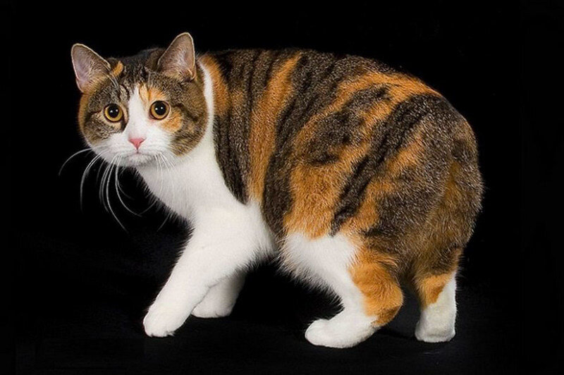 Мэнская кошка