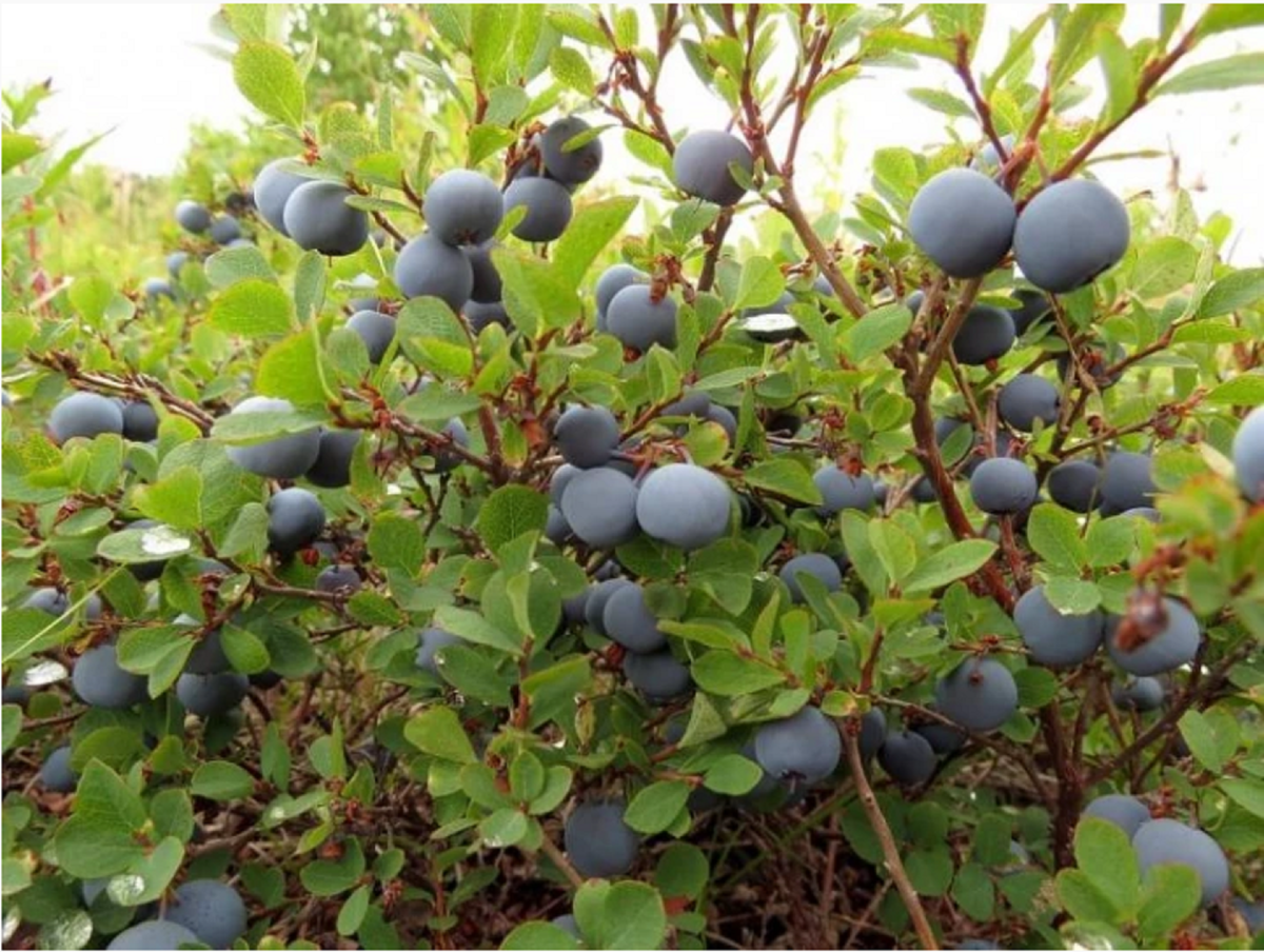 Очень вкусная и полезная ягода - голубика! Обязательно попробуйте!