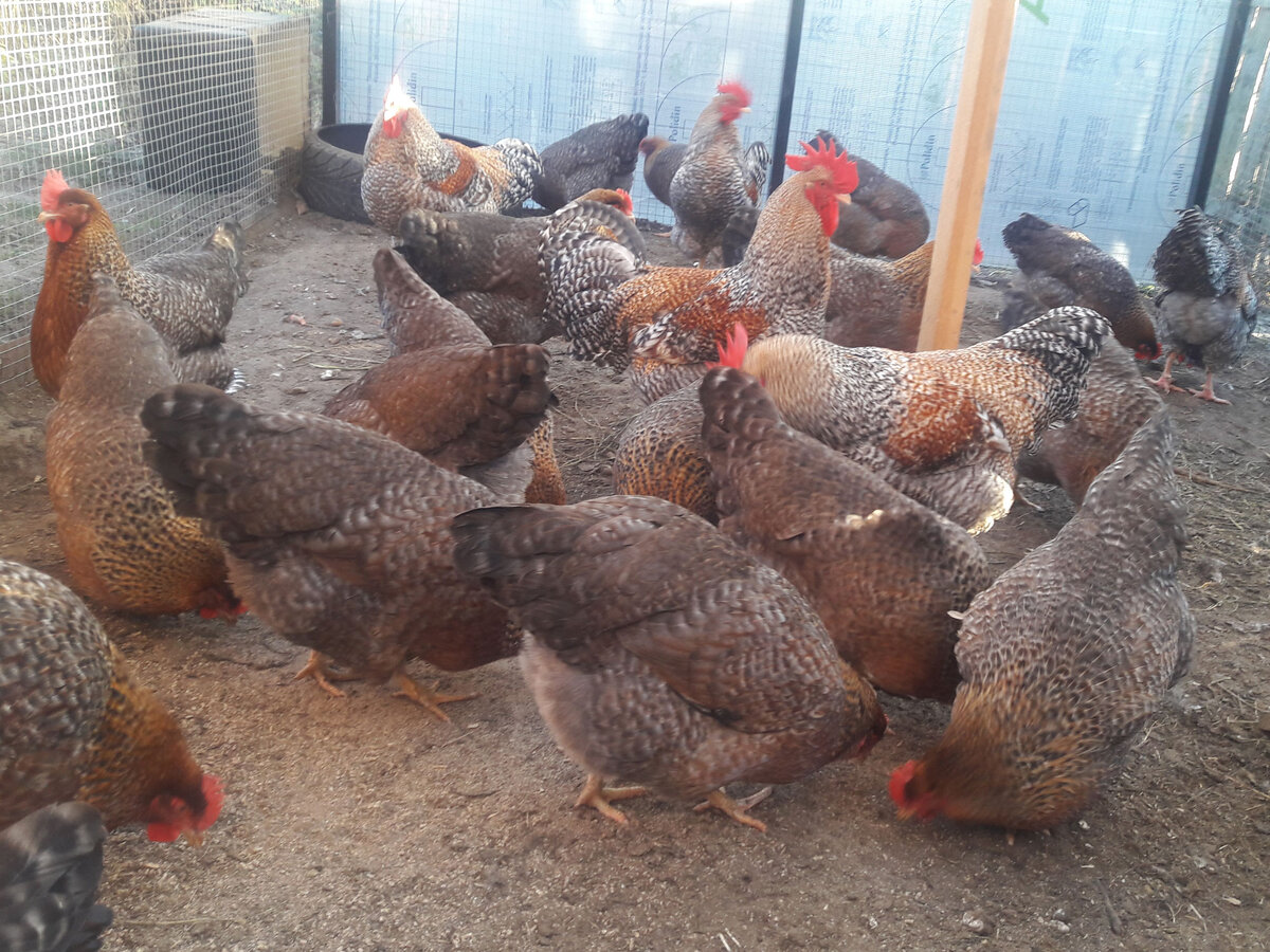 Мои куры (билефельдеры) выращенные на комбикорме