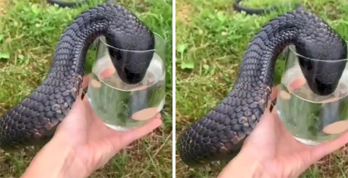 
Змея пила воду прямо из стакана, который он держал в руке. (Фото вырезано из клипа).