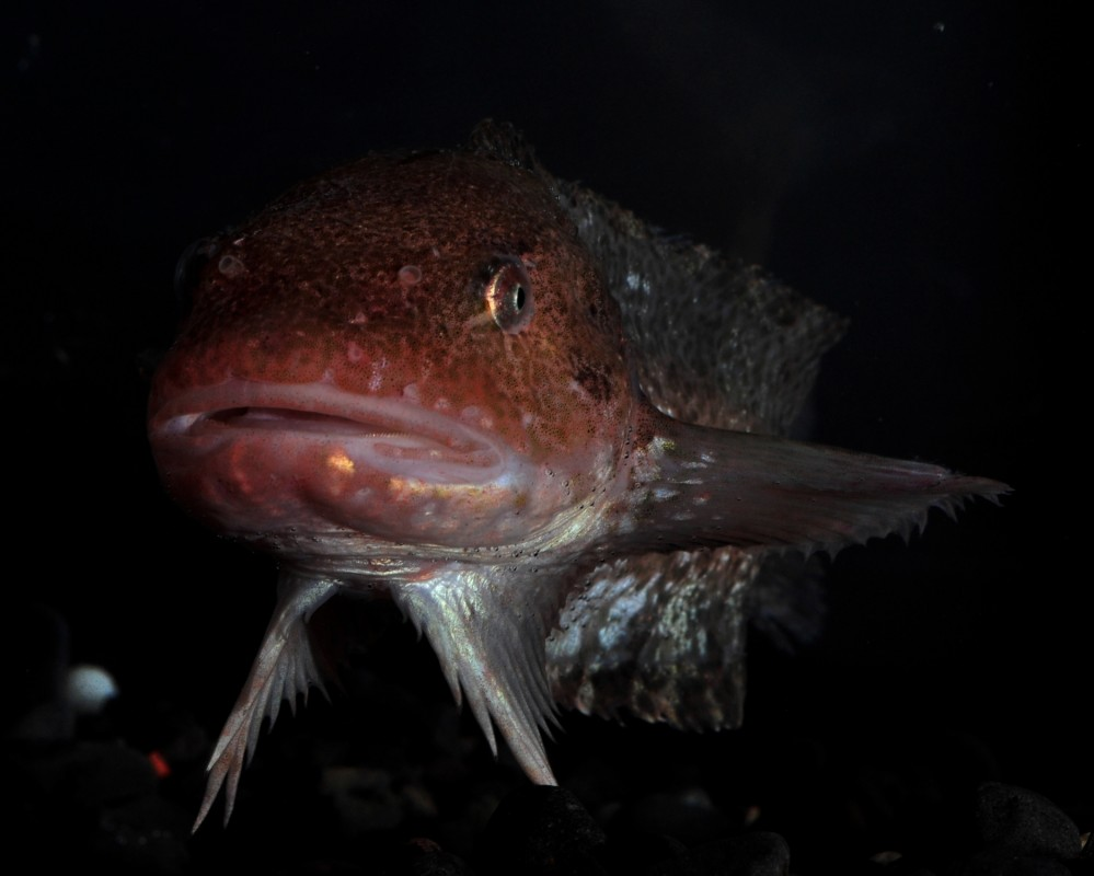 Не серчайте, что фотки рыбы однотипные. Пестролистного морского слизня в целом не часто фотографируют. 