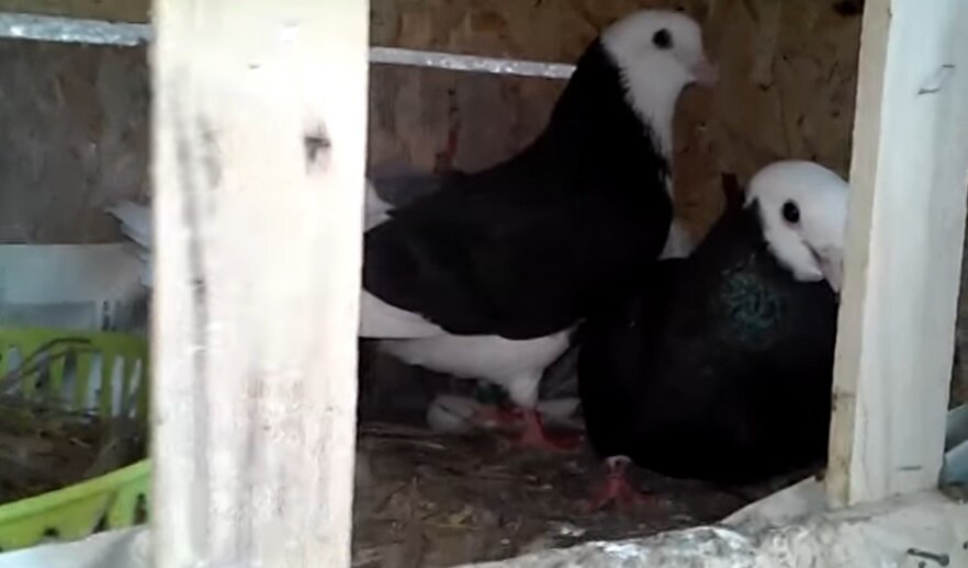 моя первая пара черных белоголовых, тоже в гнезде на балконе