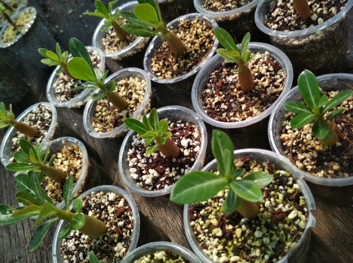 Выращиваем адениумы из семян: пошаговое руководство и советы | 🌿Школа  садоводов ▷ Марии В. | Дзен